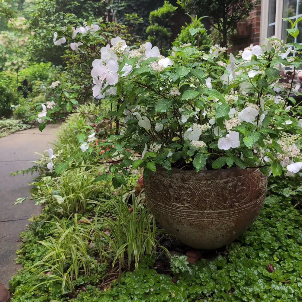 Fairytrail Bride® Cascade Hydrangea 2 GALLON DECO POT Shrub