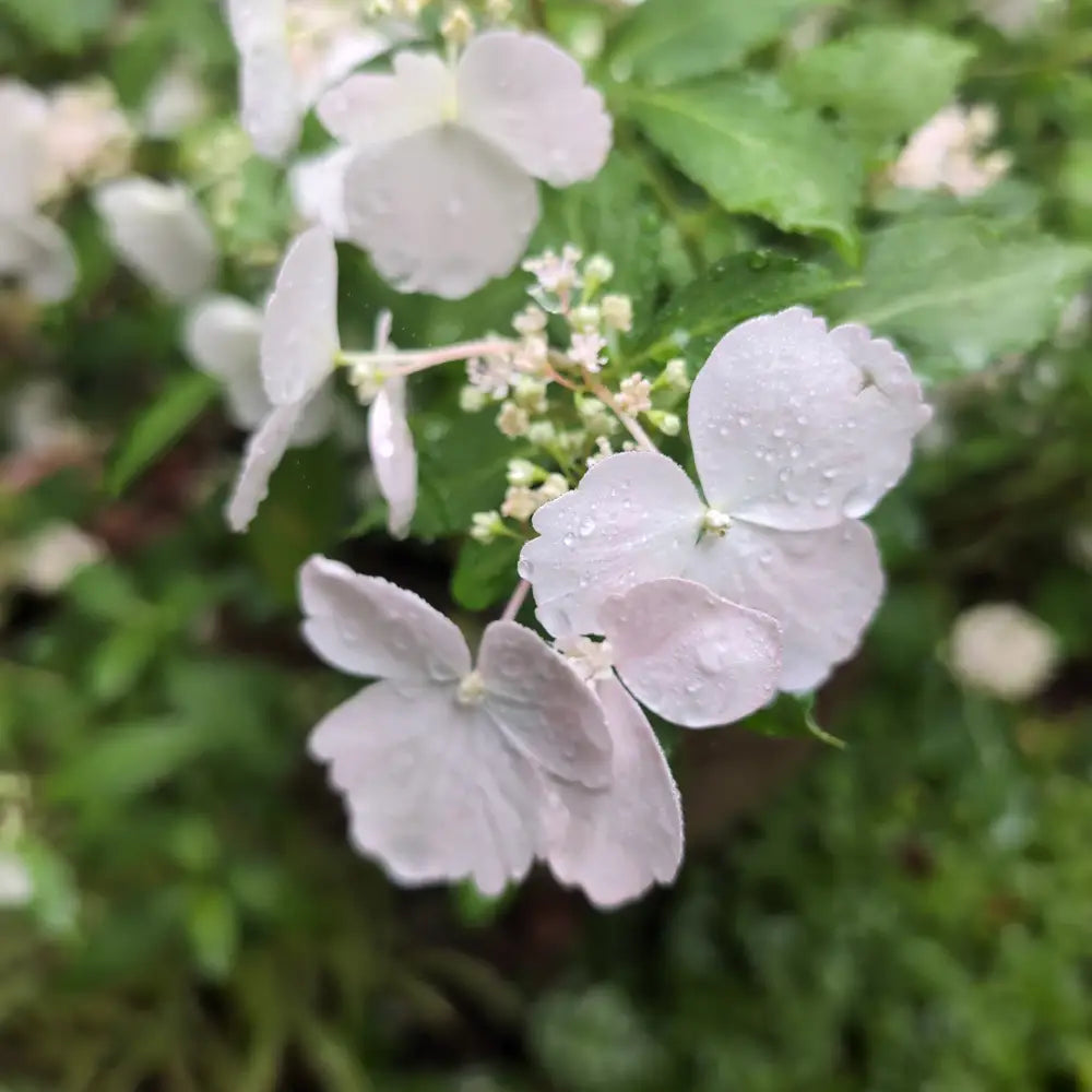 Fairytrail Bride® Cascade Hydrangea 2 GALLON DECO POT Shrub