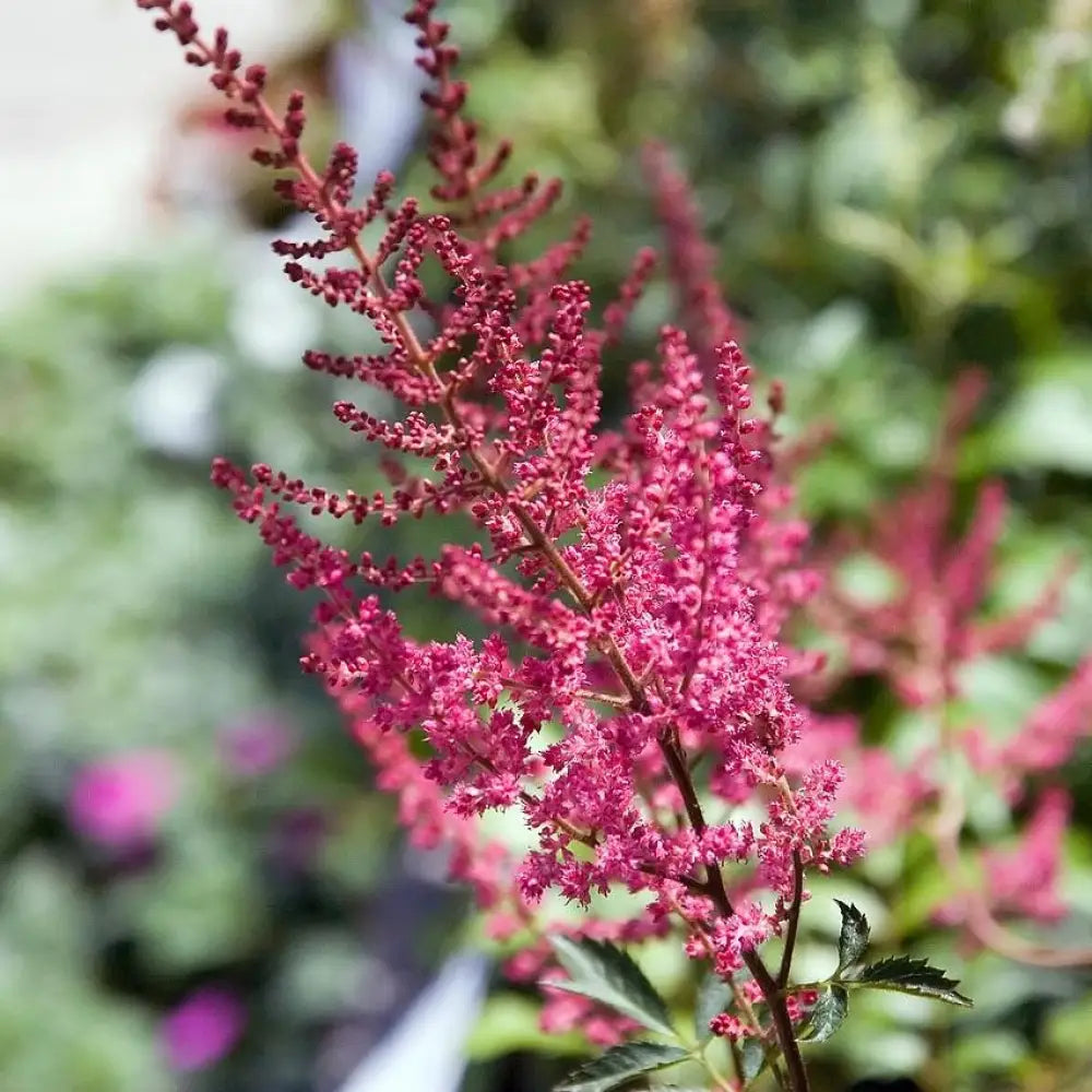 Fanal Astilbe Perennial