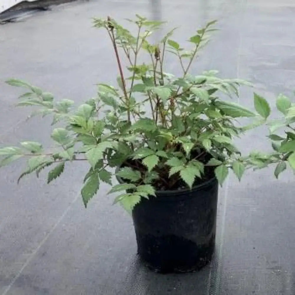 Fanal Astilbe Perennial