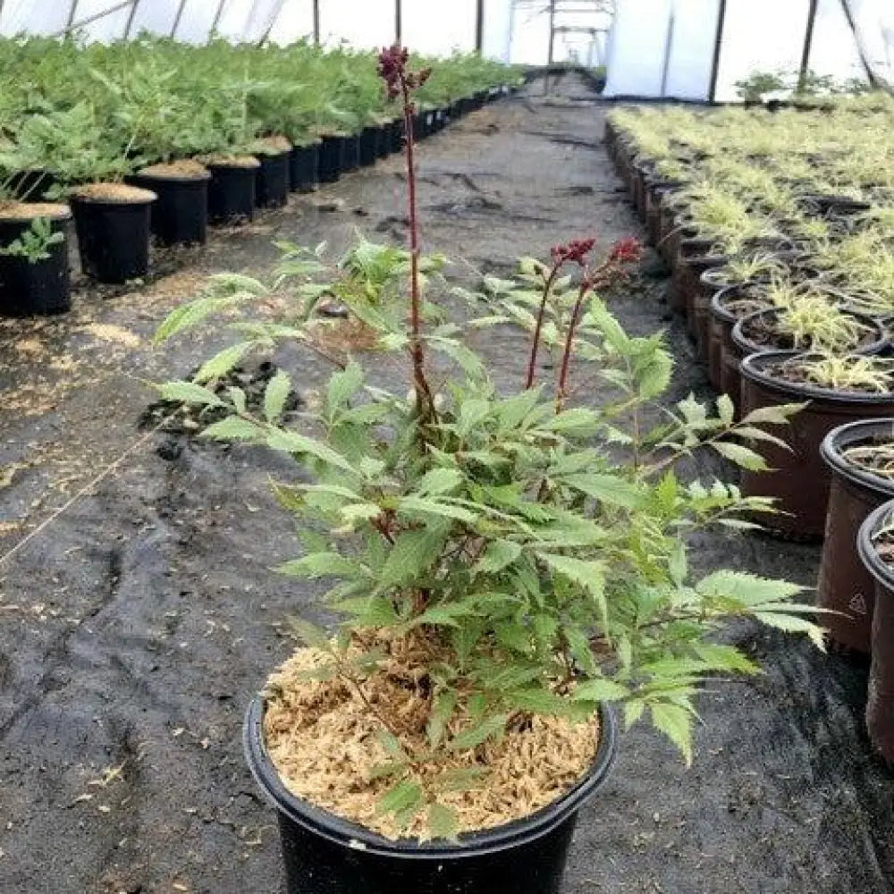 Fanal Astilbe Perennial