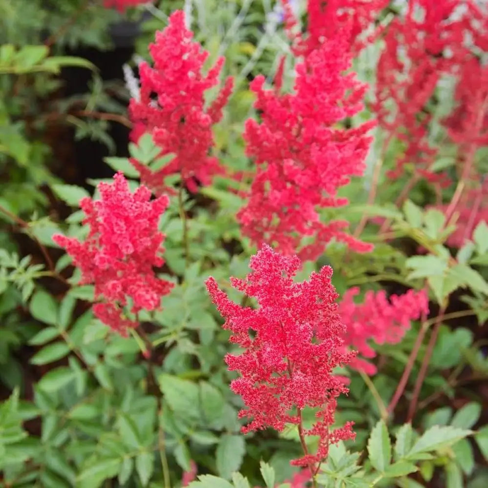 Fanal Astilbe Perennial