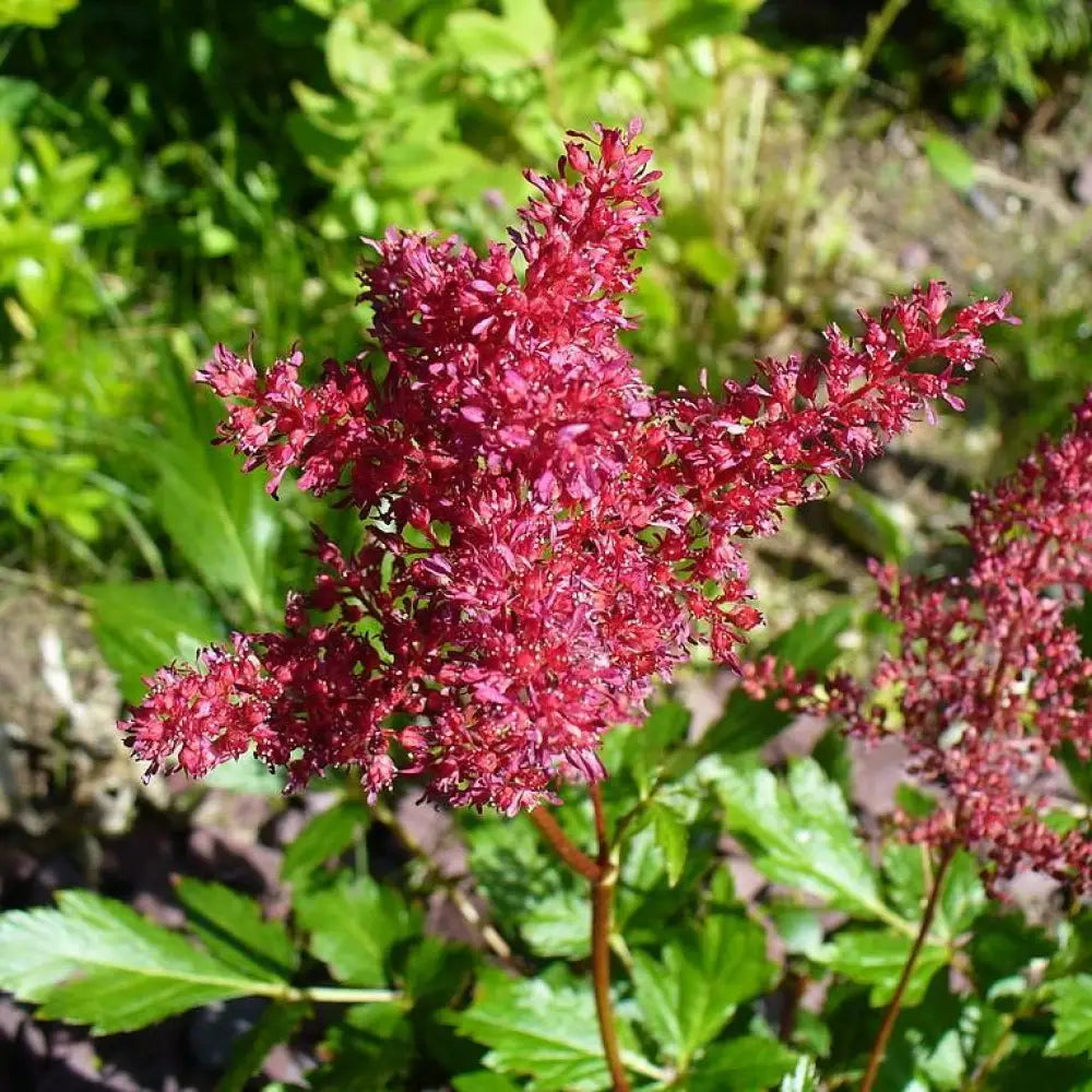 Fanal Astilbe Perennial