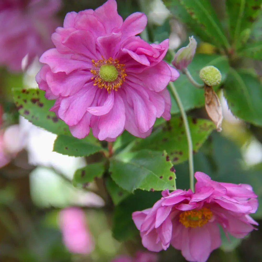 Fantasy™ Pocahontas Anemone 1 GALLON Perennial