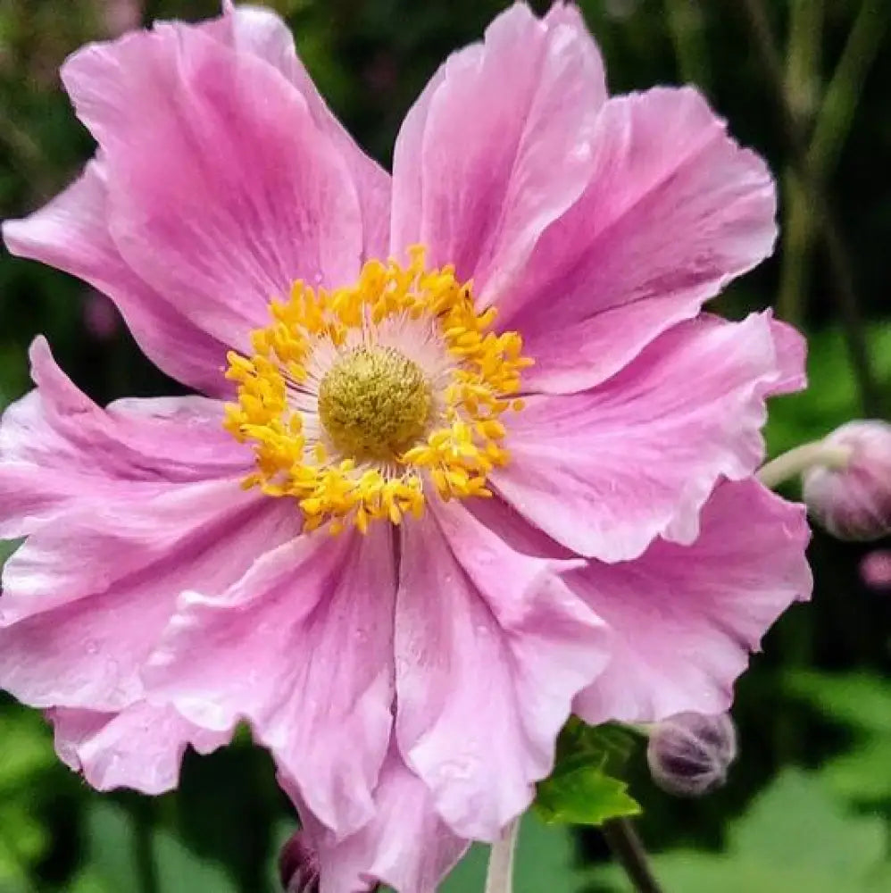 Fantasy™ Pocahontas Anemone 1 GALLON Perennial