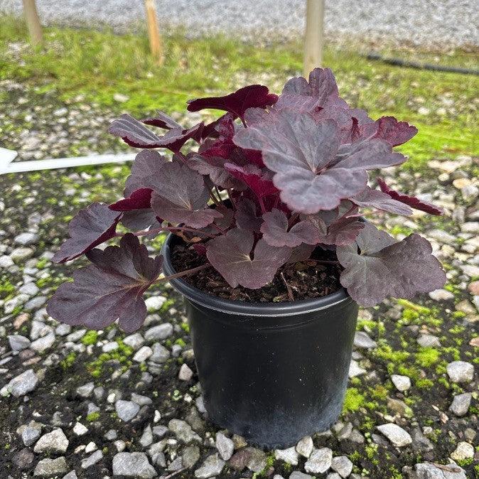 Heuchera 'Obsidian' - Obsidian Coral Bells