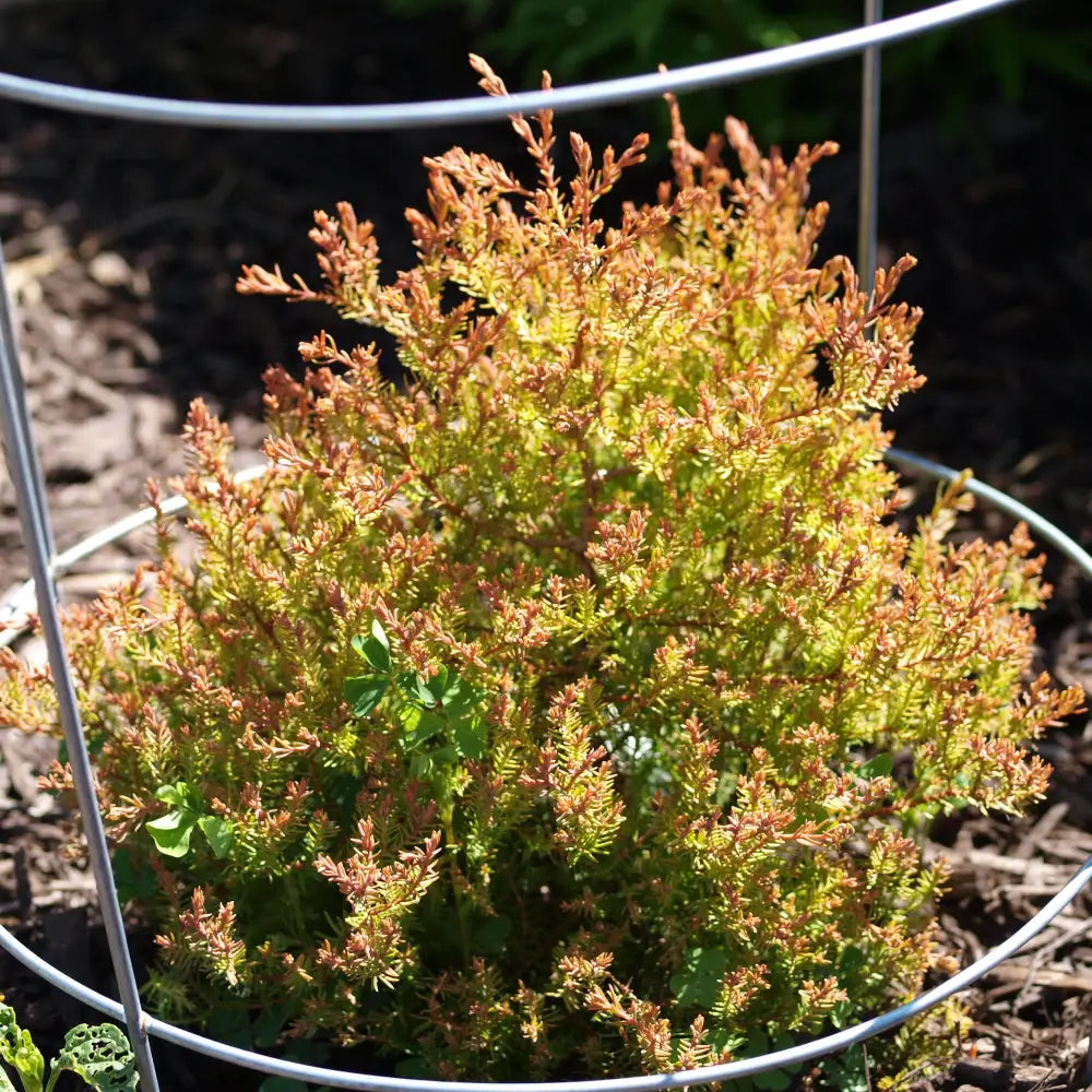 Fire Chief™ Globe Arborvitae Shrub