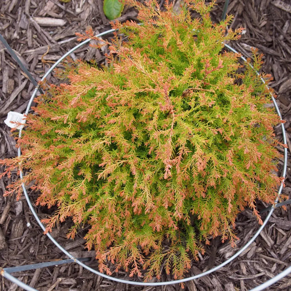 Fire Chief™ Globe Arborvitae Shrub