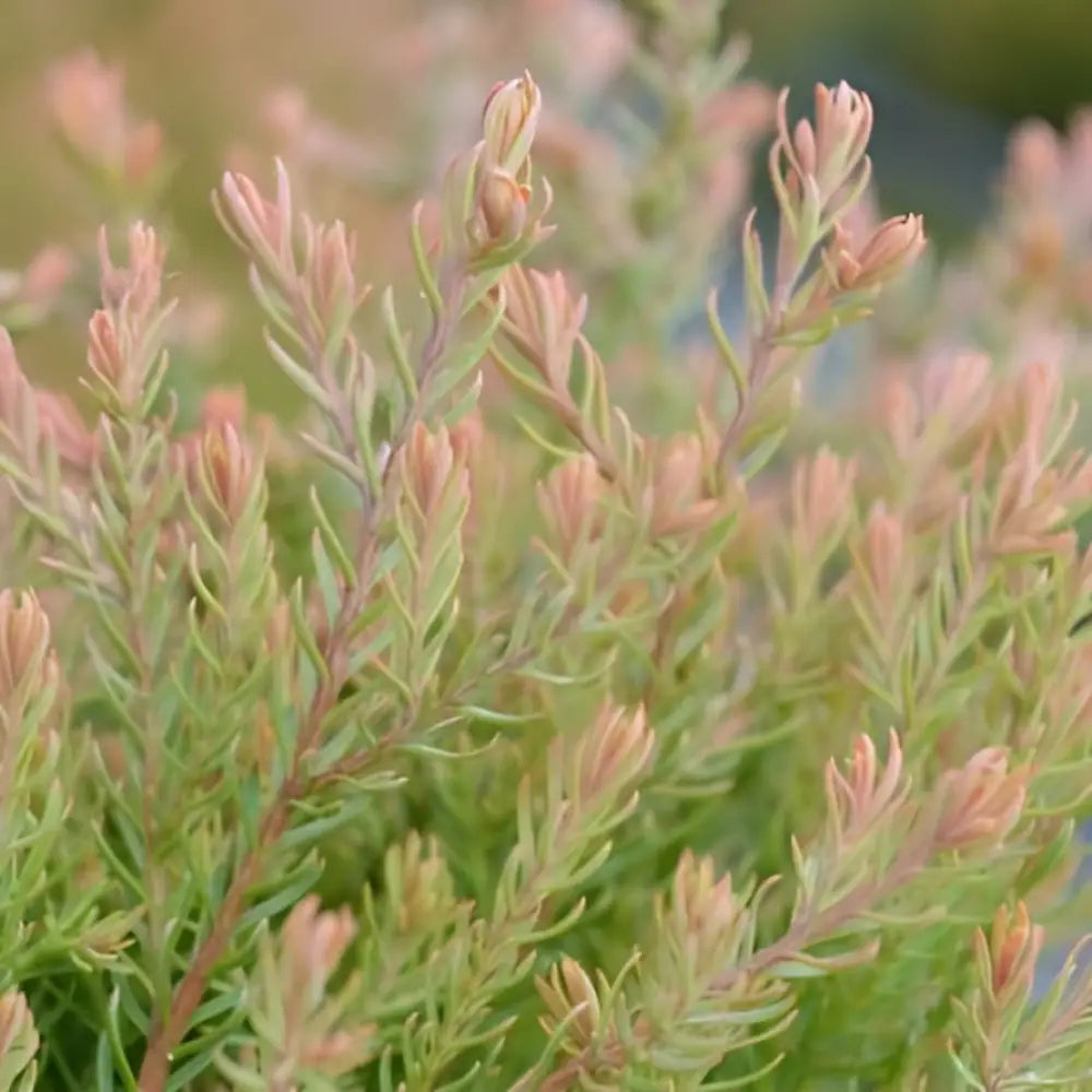 Fire Chief™ Globe Arborvitae Shrub
