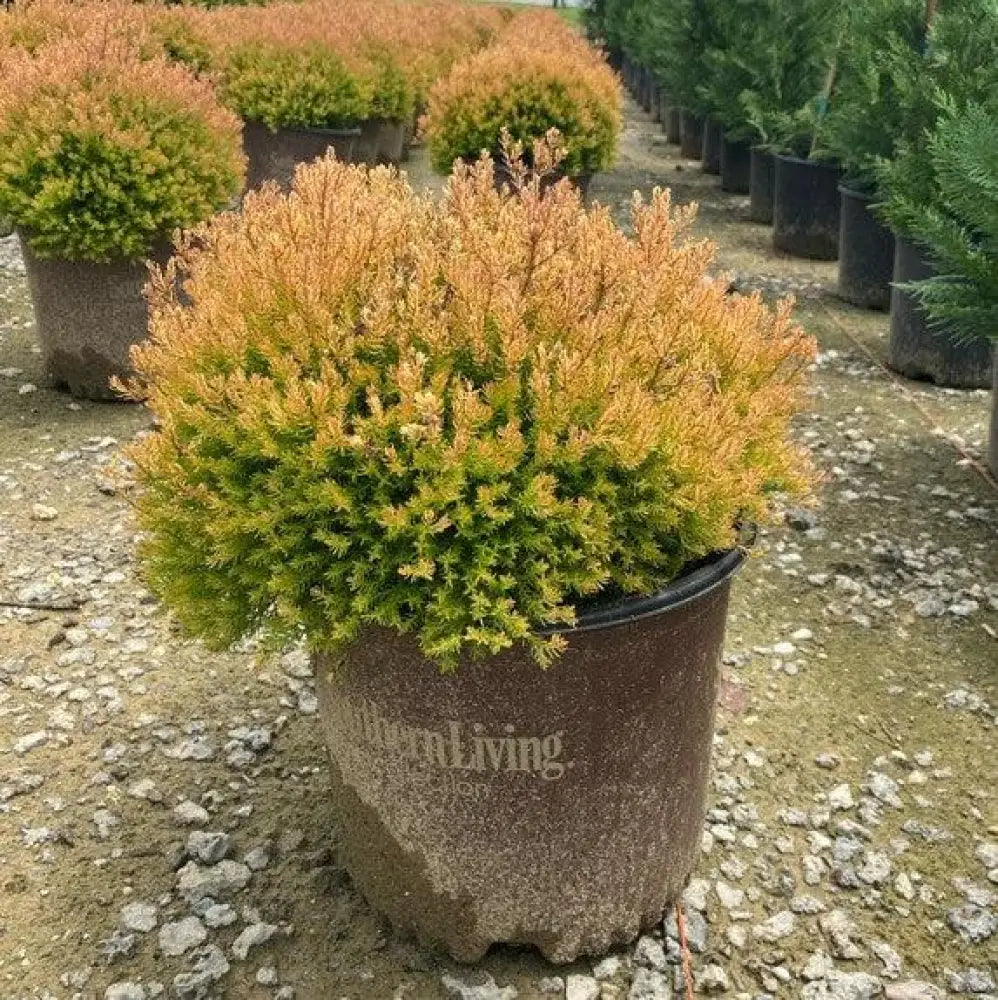 Fire Chief™ Globe Arborvitae Shrub