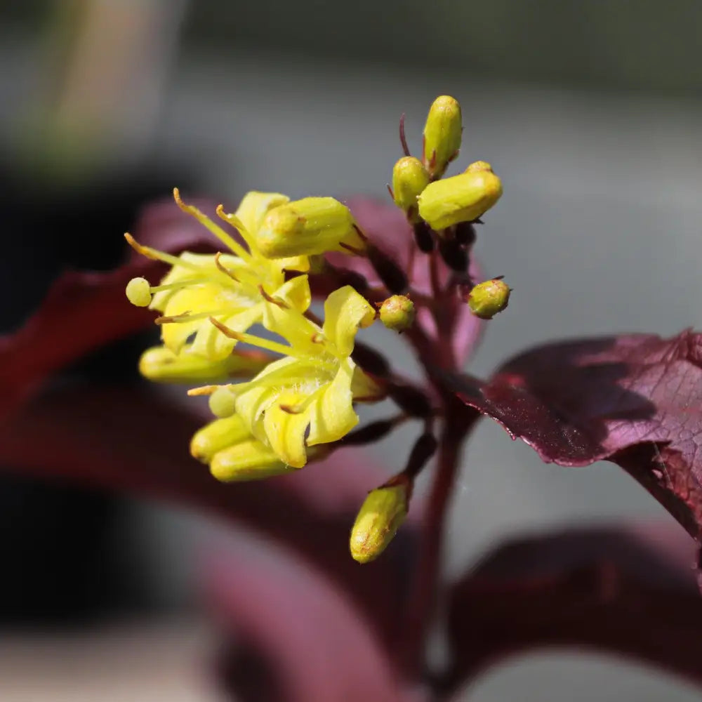 Firefly™ Nightglow™ Bush Honeysuckle Shrub