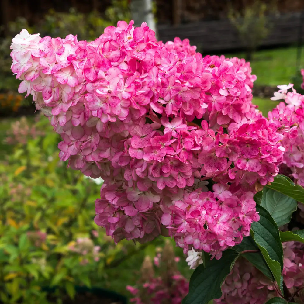 First Editions® Berry White® Hydrangea 3 GALLON Shrub