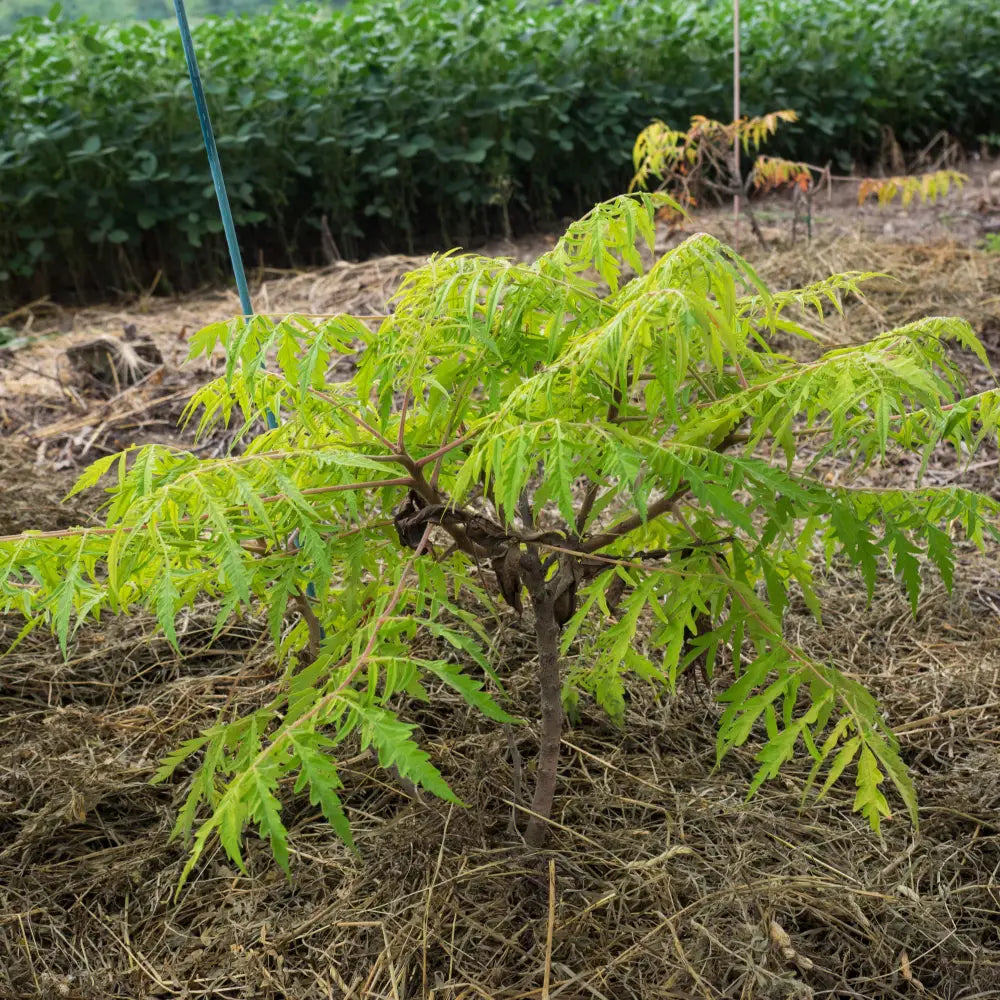 First Editions® Tiger Eyes Staghorn Sumac 3 GALLON Shrub