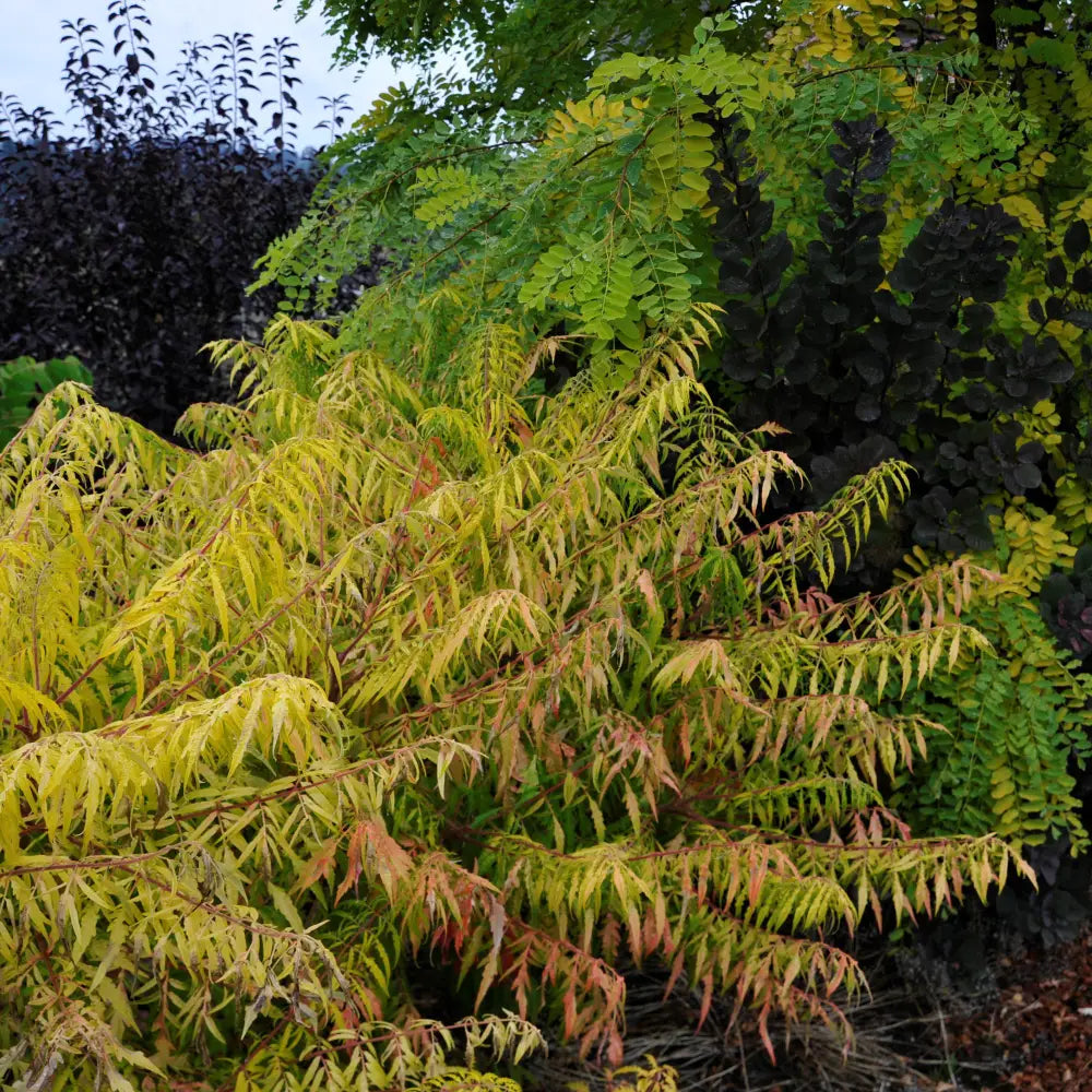 First Editions® Tiger Eyes Staghorn Sumac 3 GALLON Shrub
