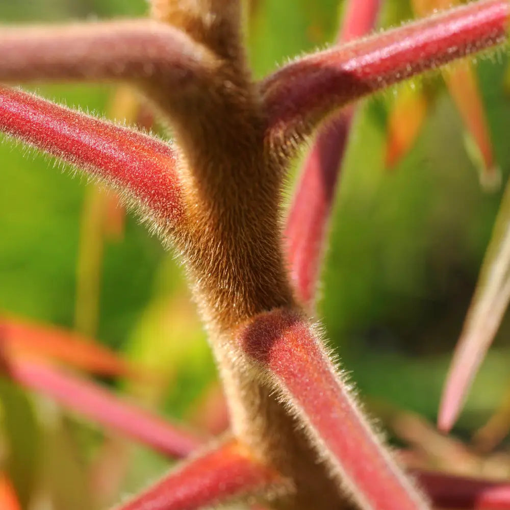 First Editions® Tiger Eyes Staghorn Sumac 3 GALLON Shrub