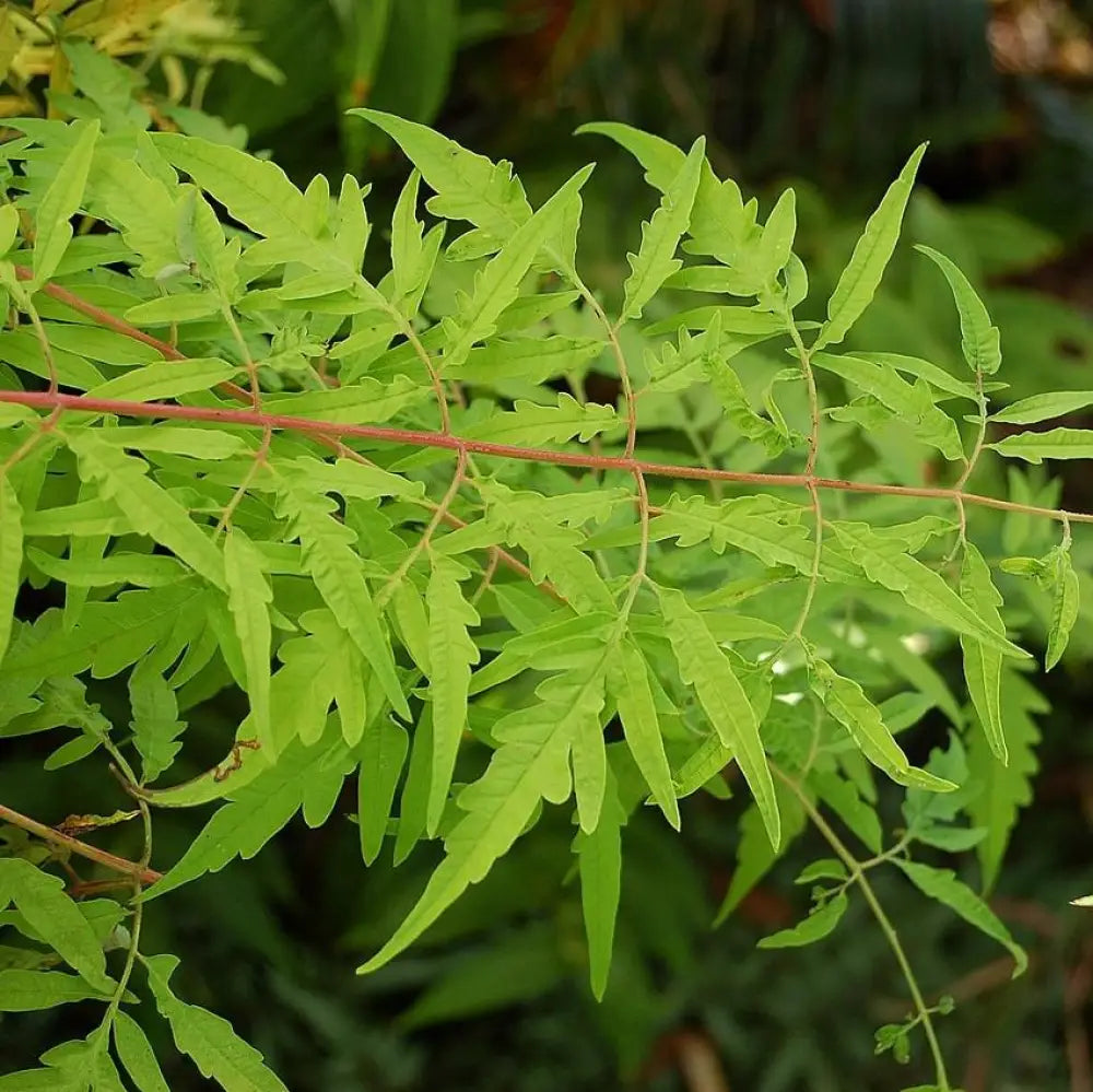First Editions® Tiger Eyes Staghorn Sumac 3 GALLON Shrub