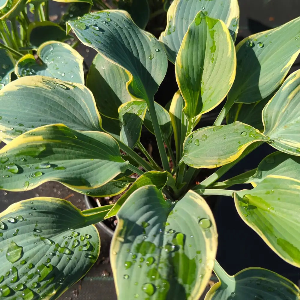 First Frost Hosta Perennial