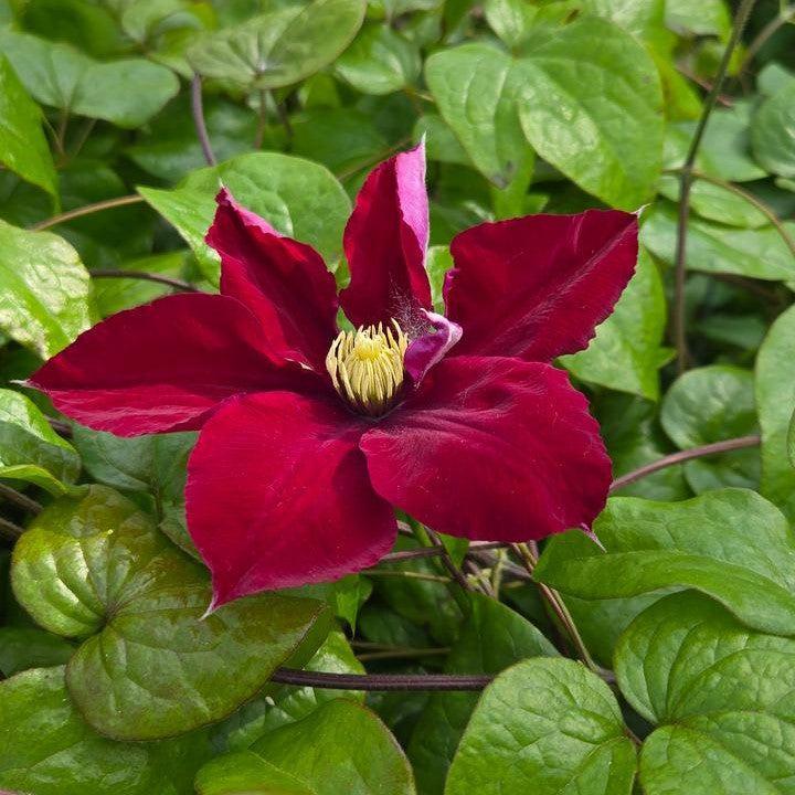Clematis 'Evijo022' - Charmaine™ Clematis