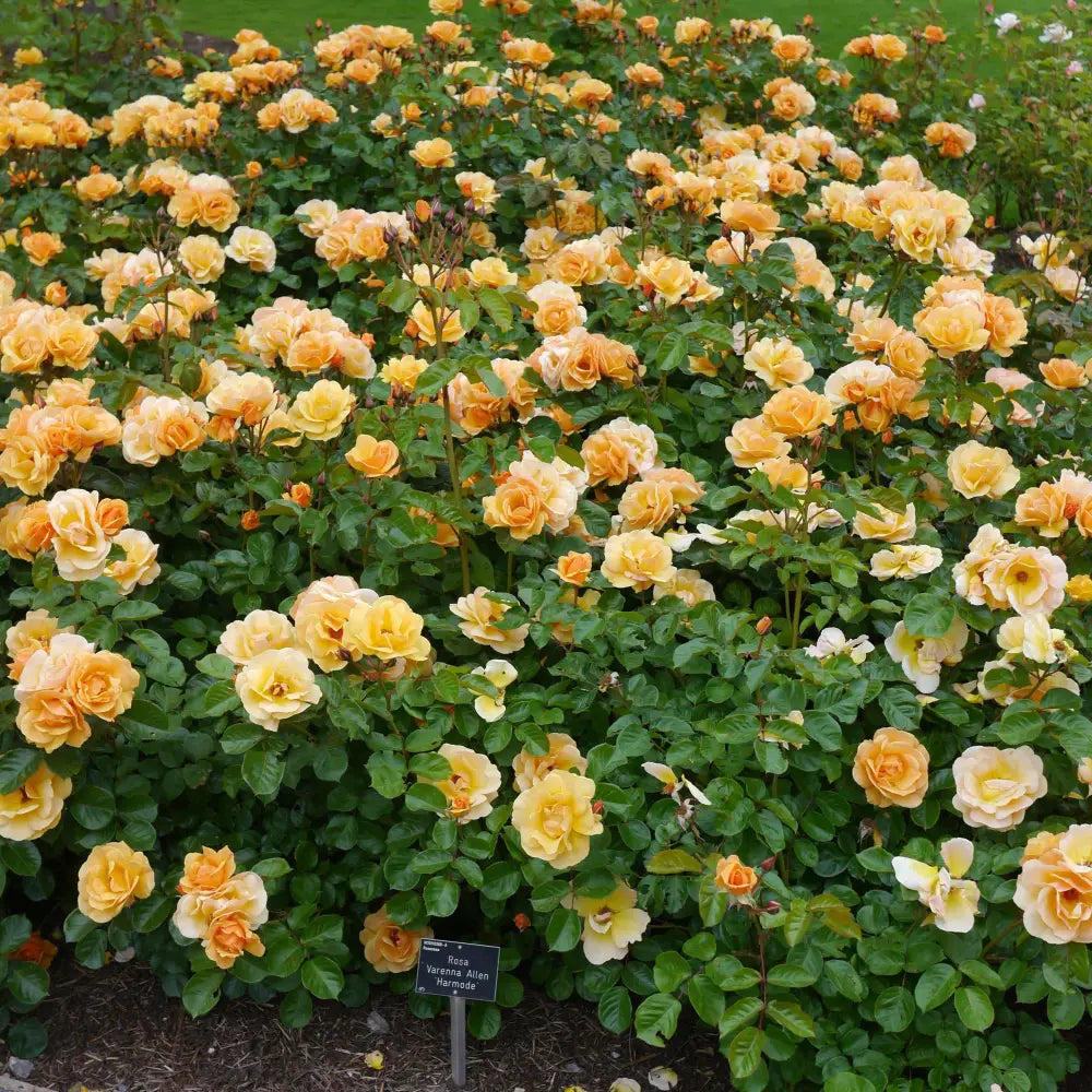 Flower Carpet® Amber Rose 2 GALLON Shrub