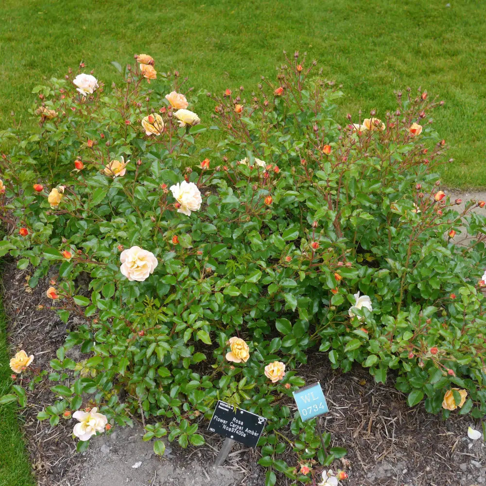 Flower Carpet® Amber Rose 2 GALLON Shrub