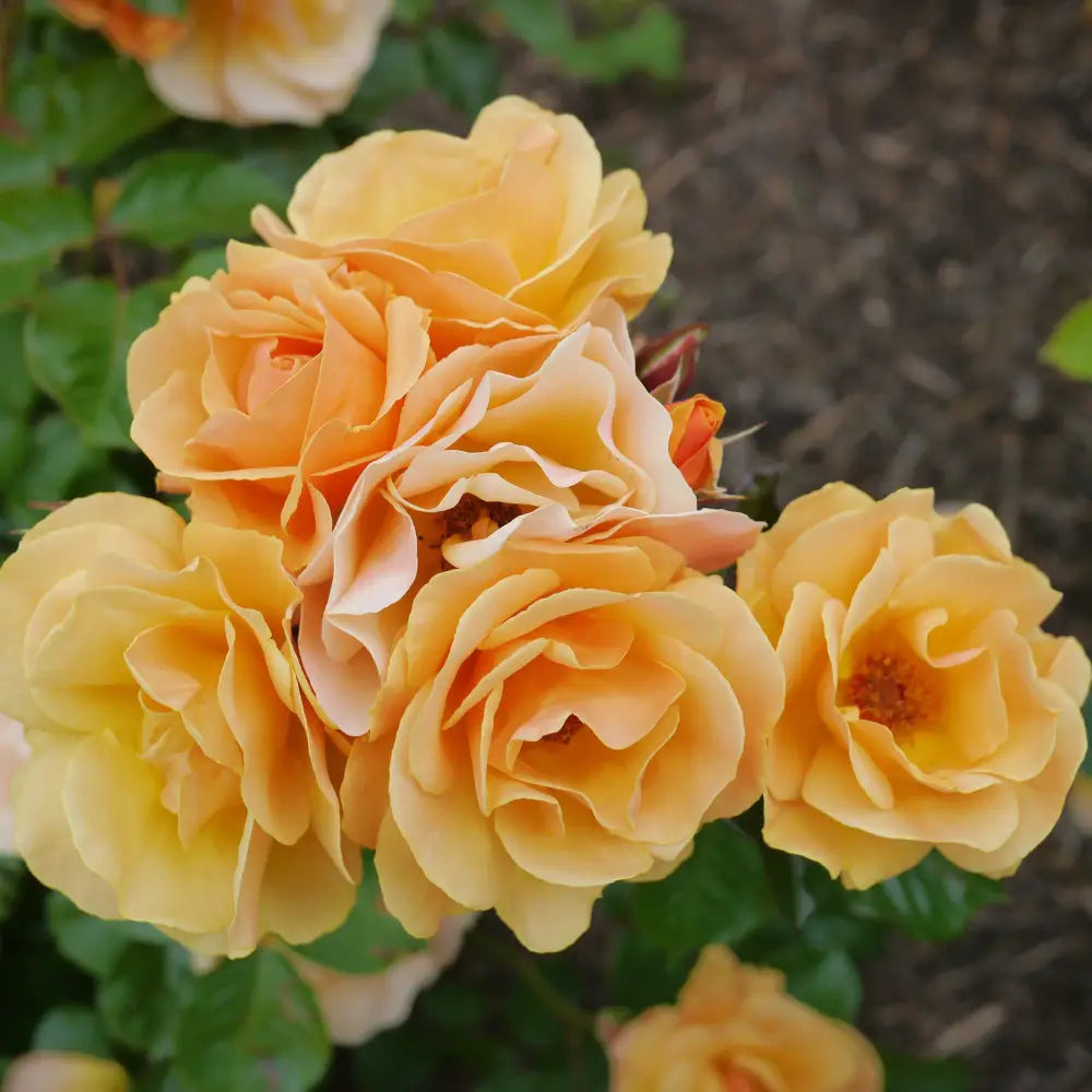 Flower Carpet® Amber Rose 2 GALLON Shrub
