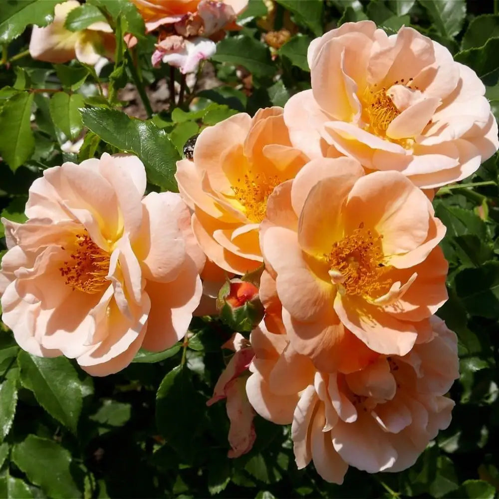 Flower Carpet® Amber Rose 2 GALLON Shrub