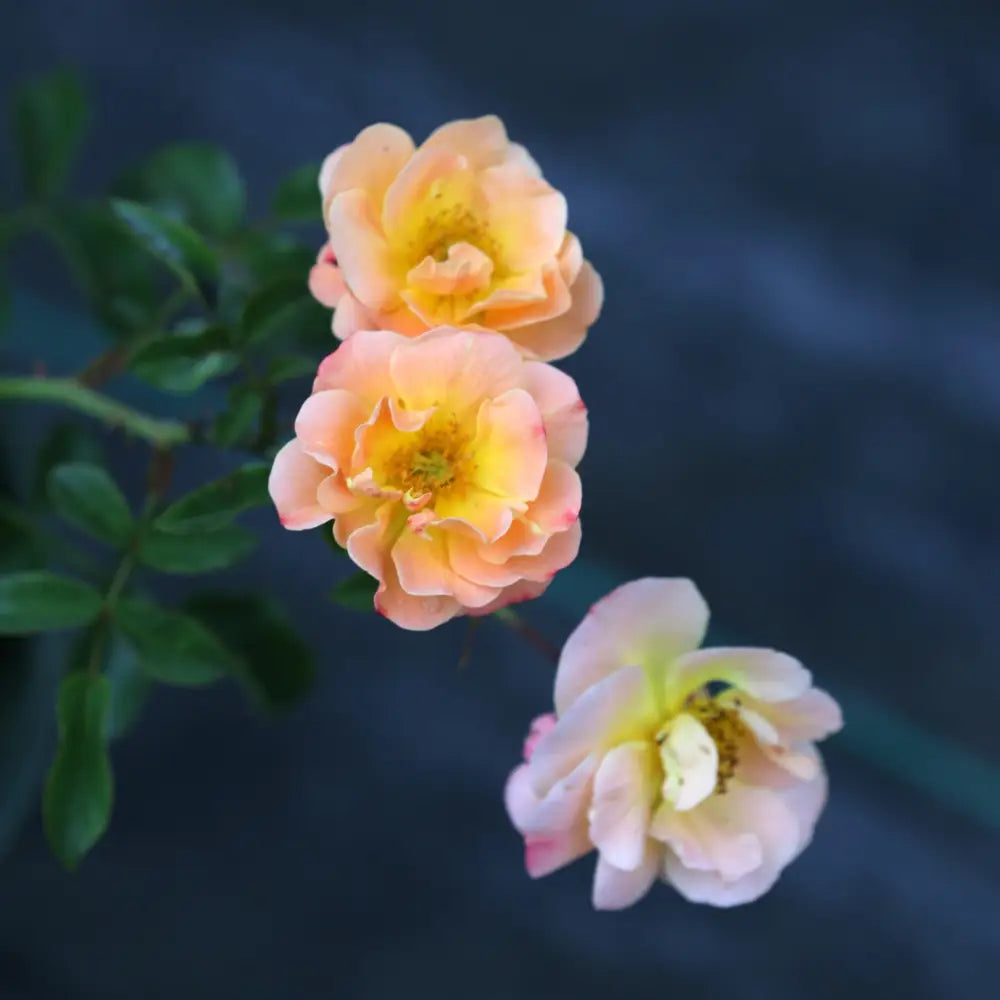 Flower Carpet® Amber Rose 2 GALLON Shrub