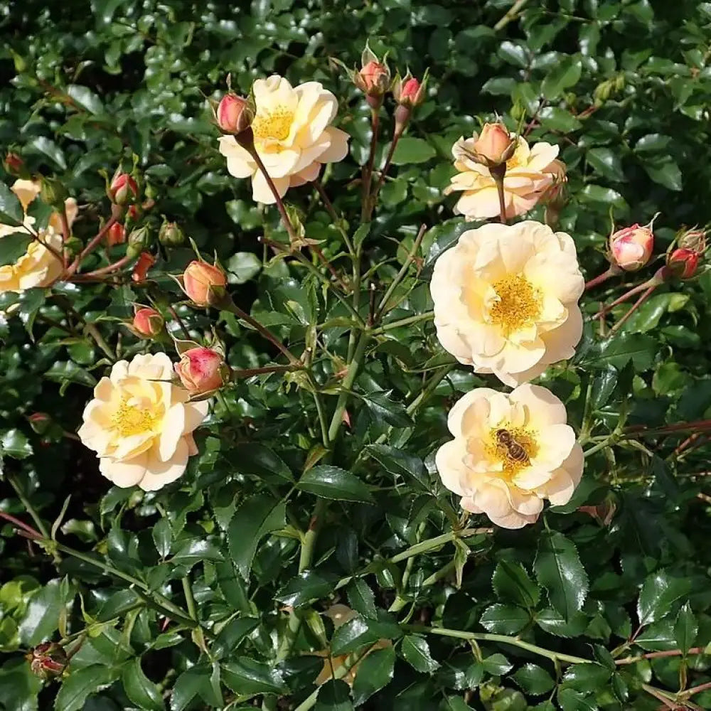 Flower Carpet® Amber Rose 2 GALLON Shrub