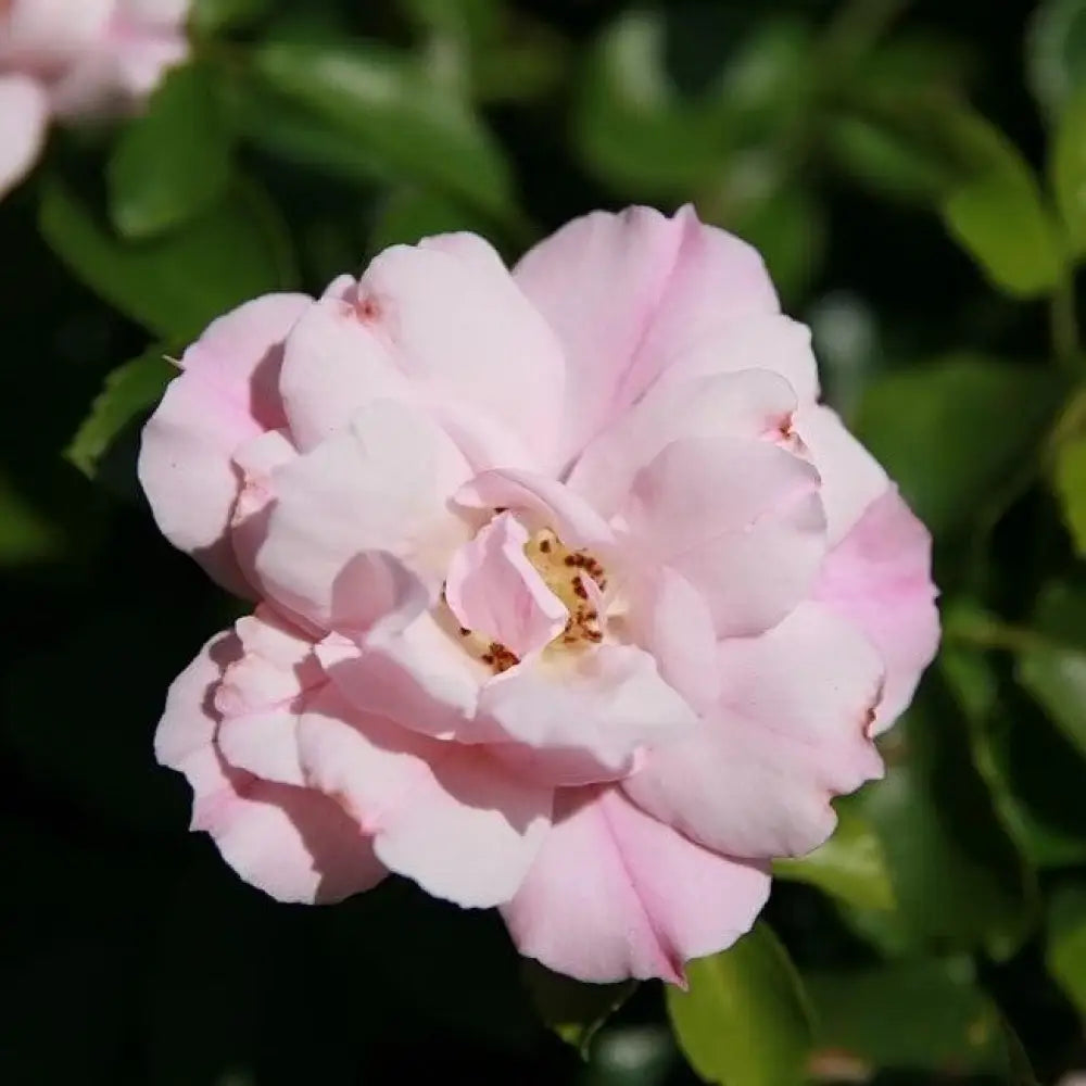 Flower Carpet® Appleblossom Rose 2 GALLON Shrub