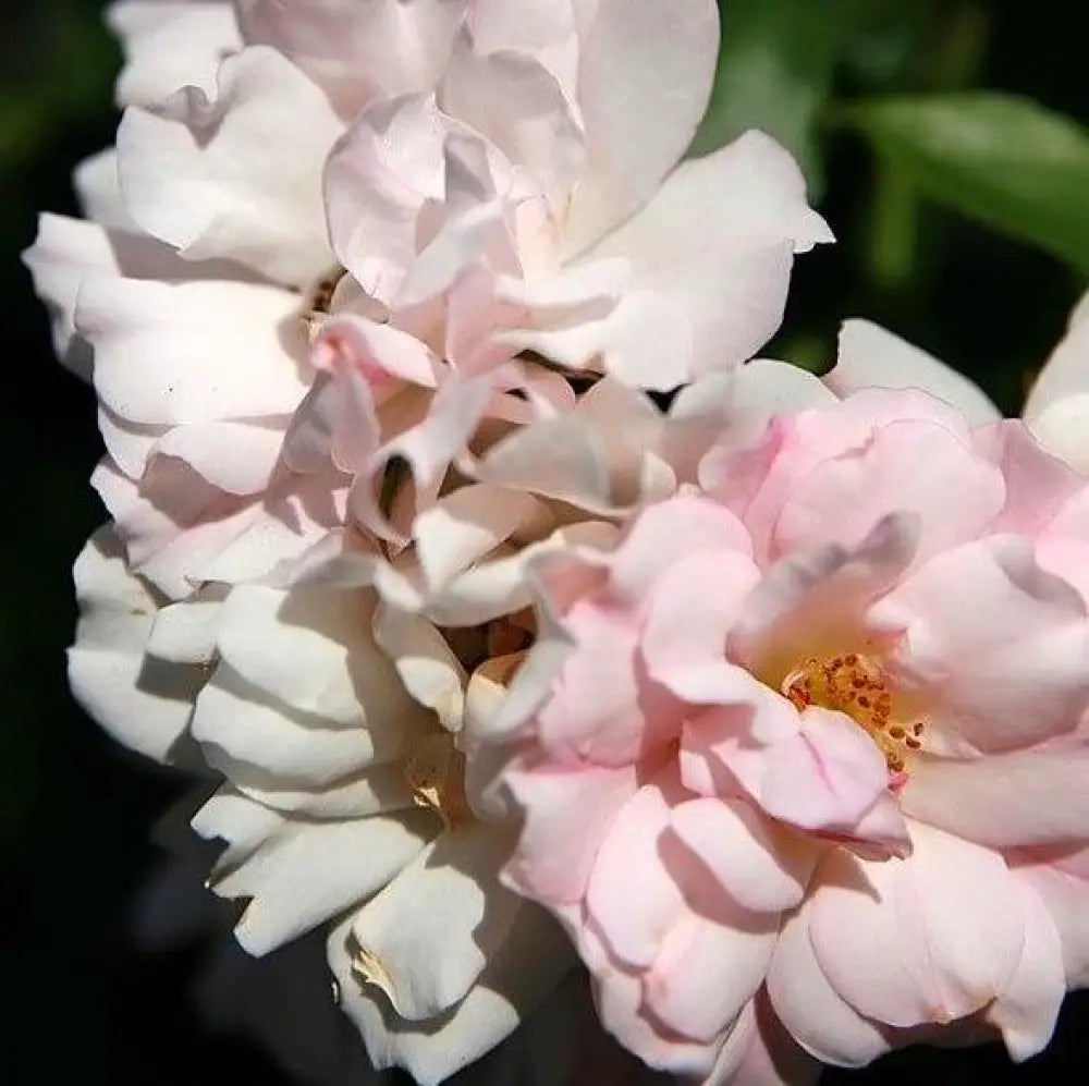 Flower Carpet® Appleblossom Rose 2 GALLON Shrub