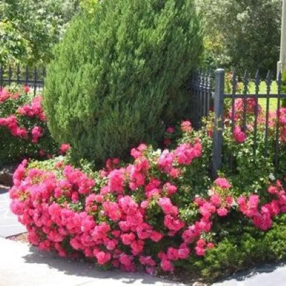 Flower Carpet® Pink Rose 2 GALLON Shrub