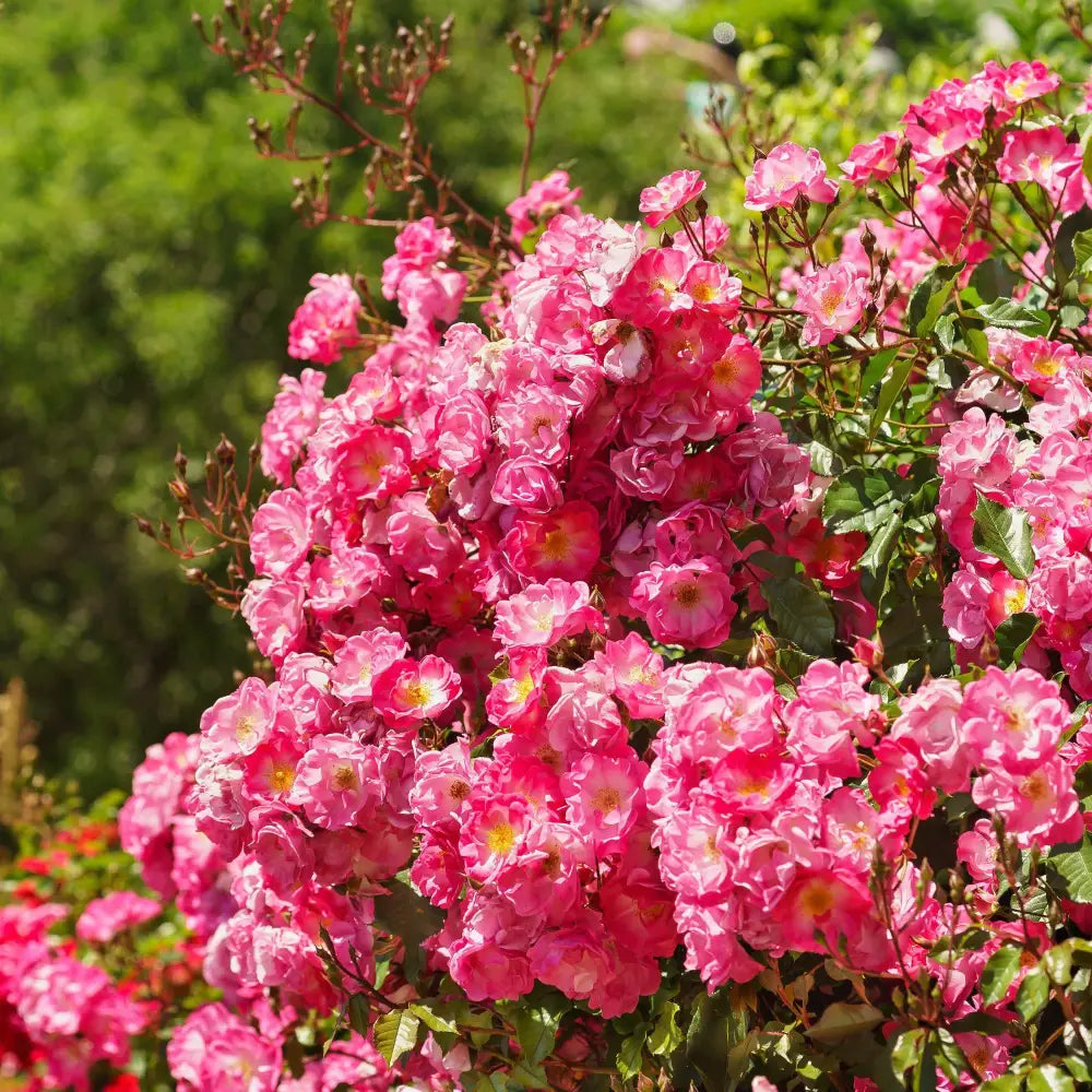 Flower Carpet® Pink Supreme Rose 2 GALLON Shrub