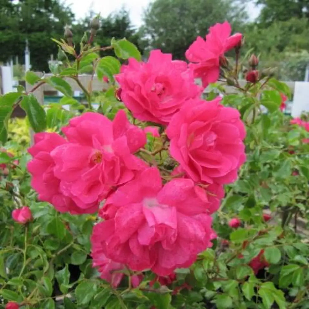 Flower Carpet® Pink Supreme Rose 2 GALLON Shrub