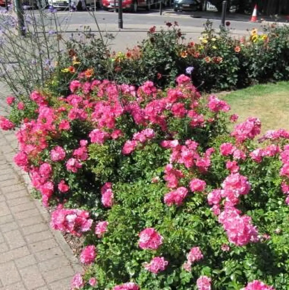 Flower Carpet® Pink Supreme Rose 2 GALLON Shrub