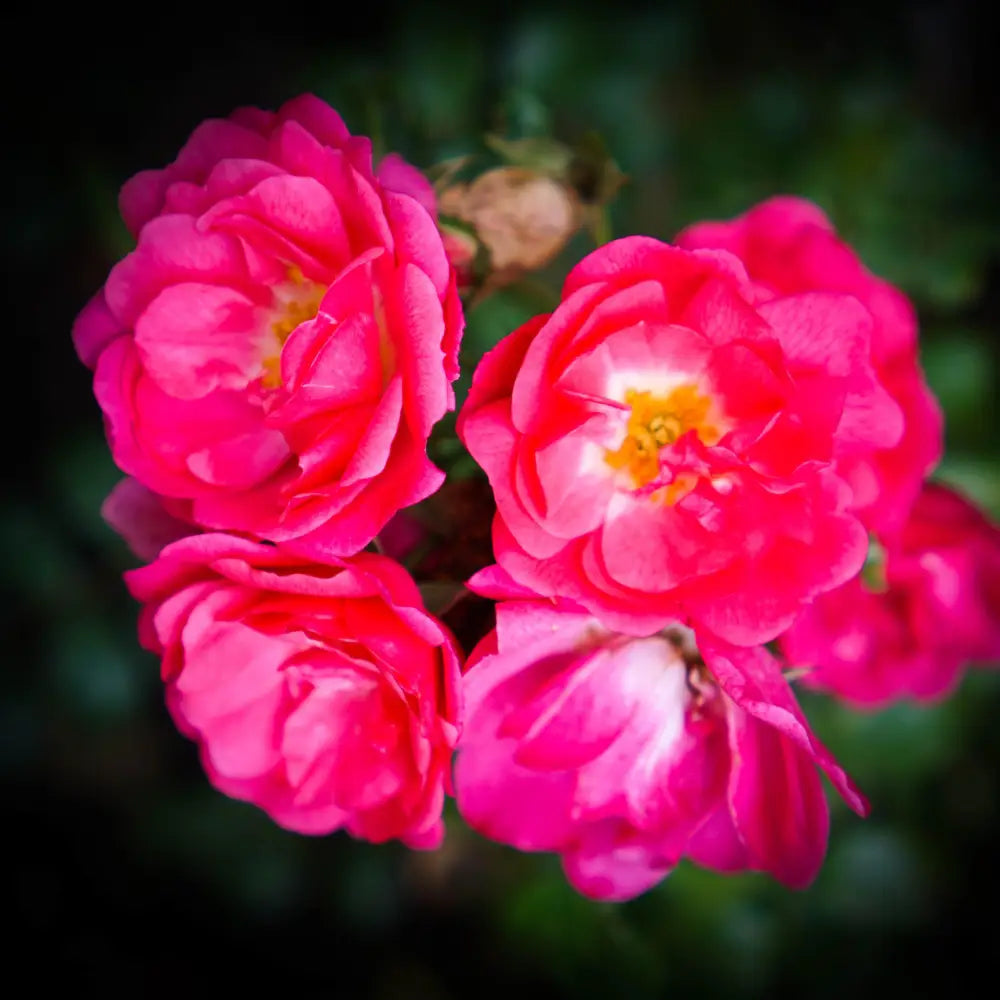 Flower Carpet® Pink Supreme Rose 2 GALLON Shrub