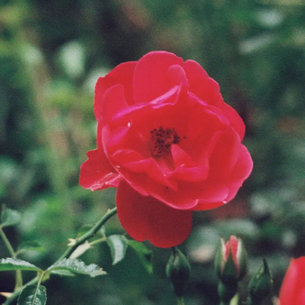 Flower Carpet® Red Rose 2 GALLON Shrub