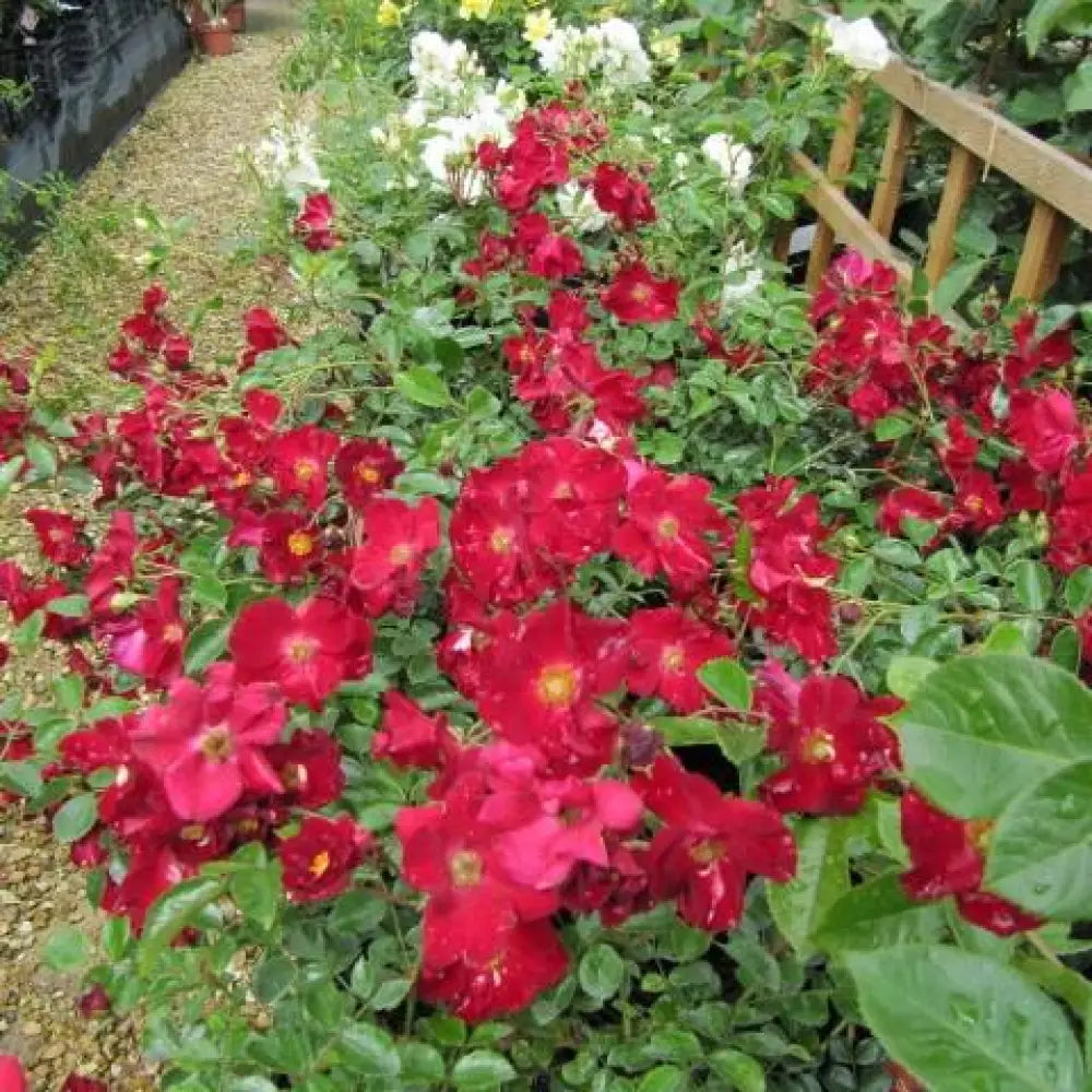 Flower Carpet® Red Rose 2 GALLON Shrub