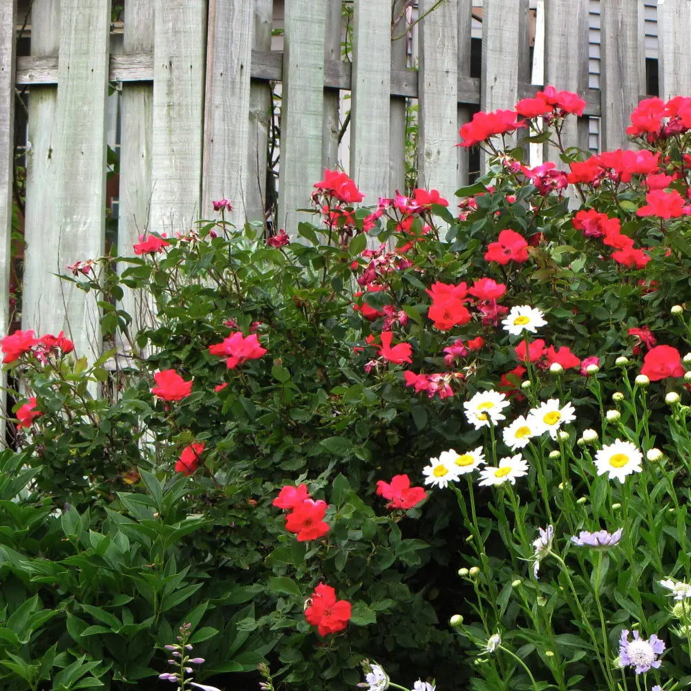 Flower Carpet® Red Rose 2 GALLON Shrub