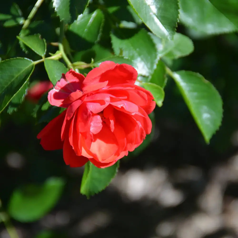 Flower Carpet® Scarlet Rose 2 GALLON Shrub