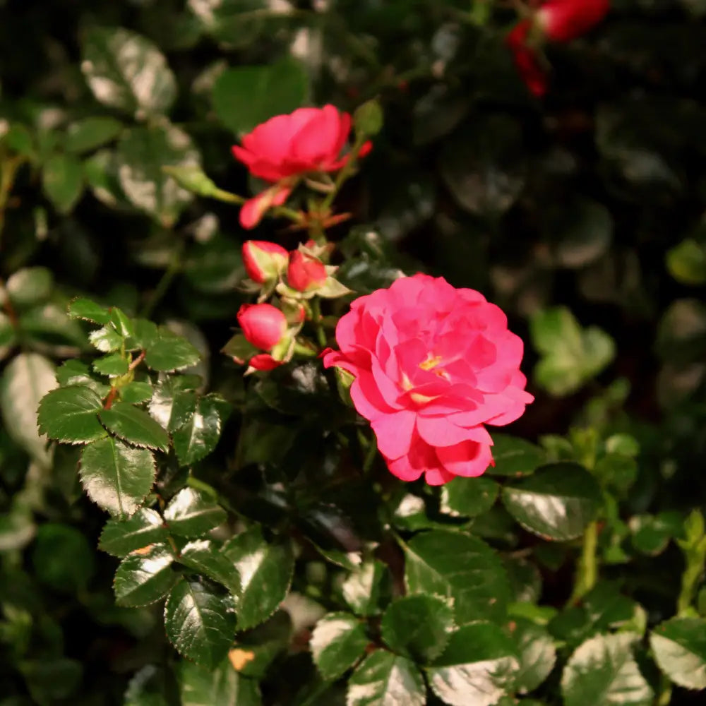 Flower Carpet® Scarlet Rose 2 GALLON Shrub