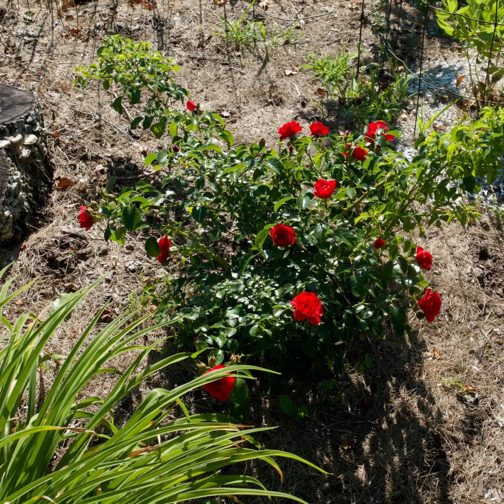 Flower Carpet® Scarlet Rose 2 GALLON Shrub
