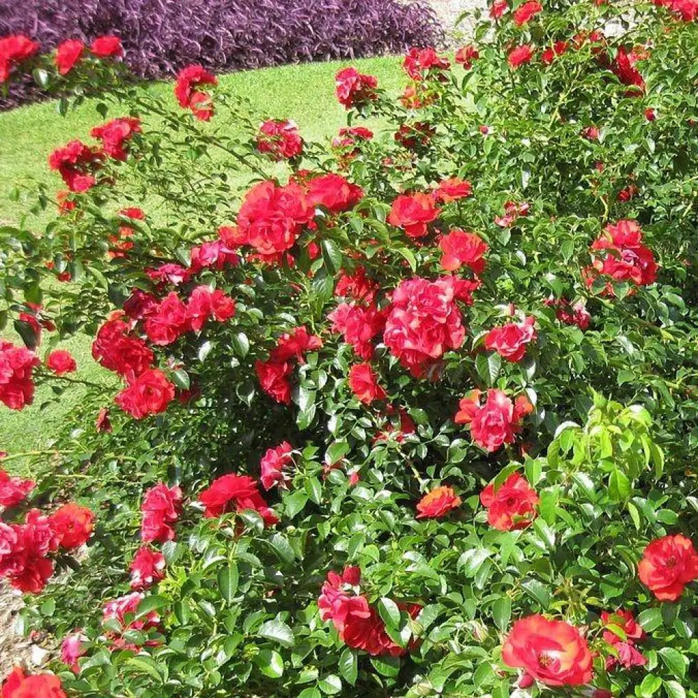 Flower Carpet® Scarlet Rose 2 GALLON Shrub