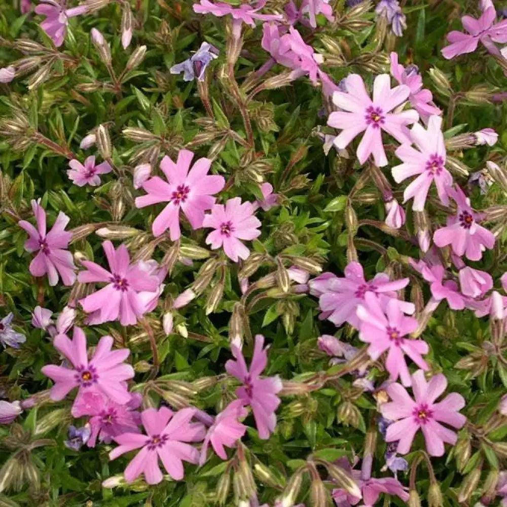 Fort Hill Creeping Phlox 1 GALLON Perennial