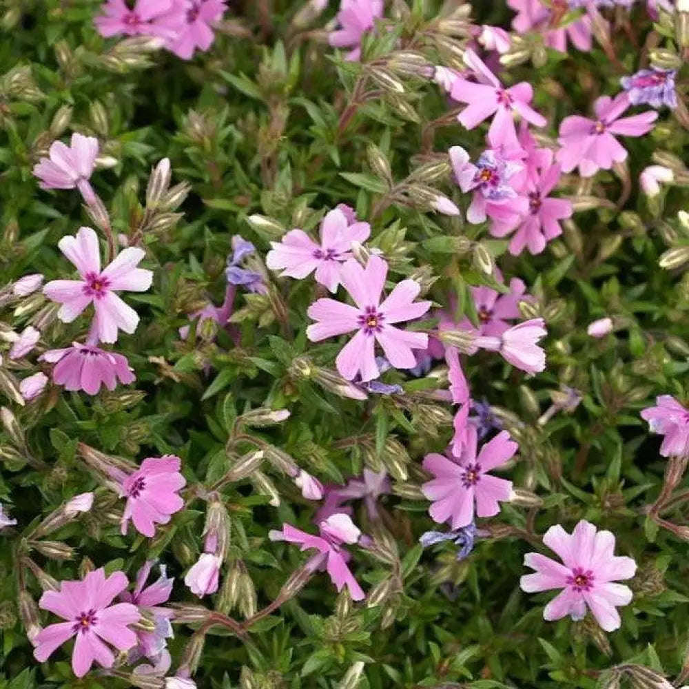 Fort Hill Creeping Phlox 1 GALLON Perennial