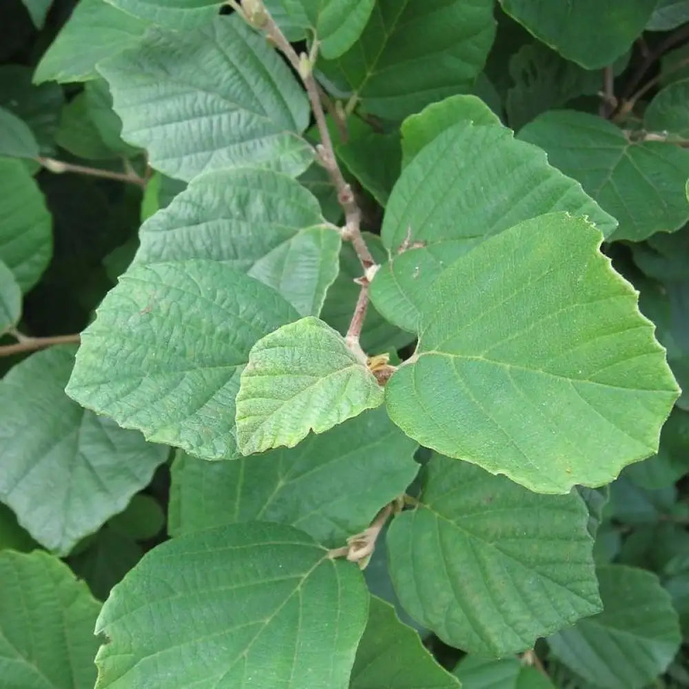 Fothergilla Shrub