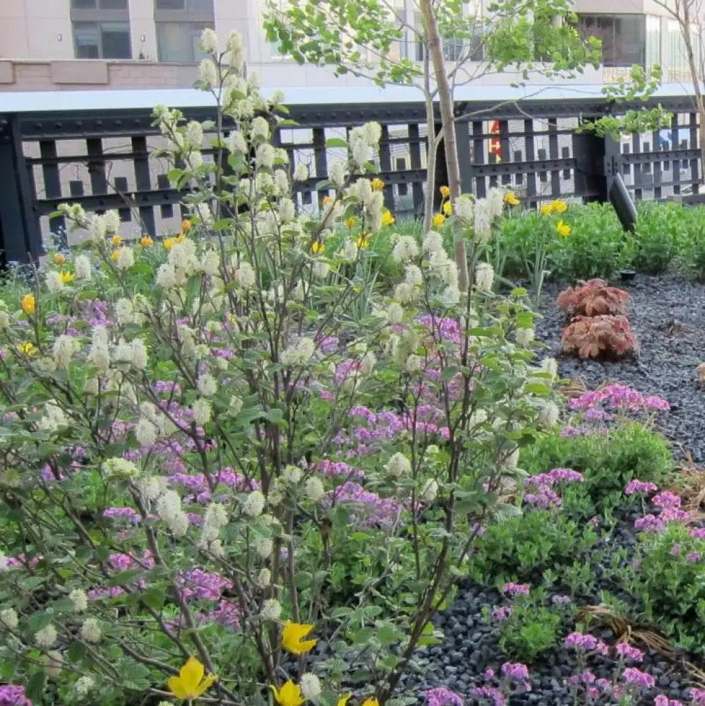 Fothergilla Shrub