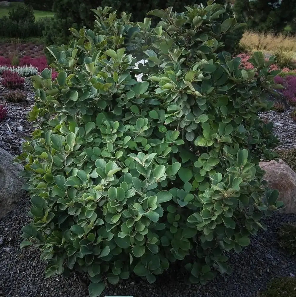 Fothergilla Shrub