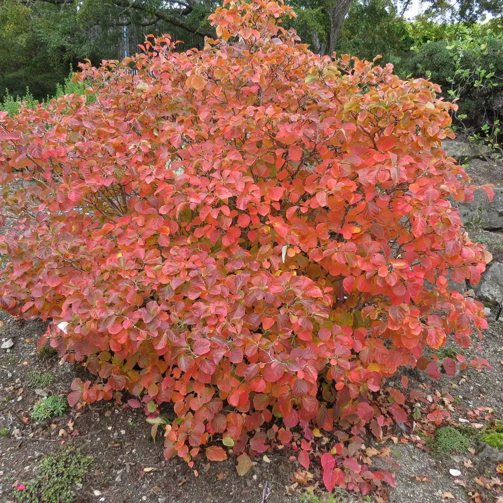 Fothergilla Shrub