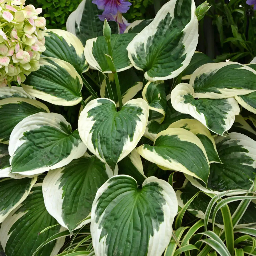 Francee Hosta Perennial