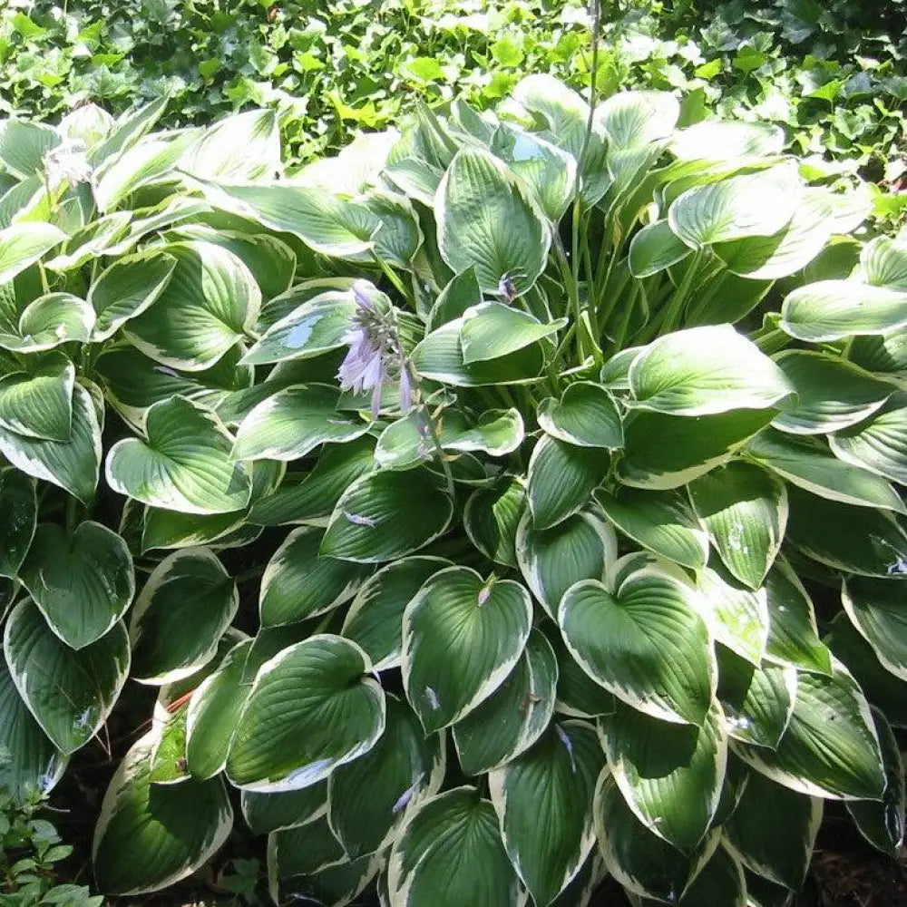 Francee Hosta Perennial